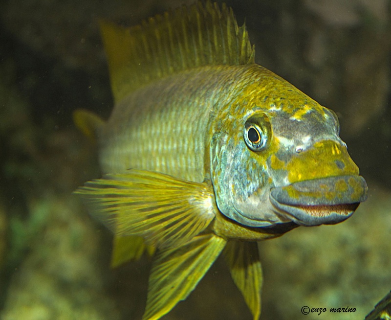 Petrochromis macrognathus 'Sumbu'